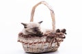 A cute little Siamese kitten sleeps sweetly in a wicker basket. The concept of comfort and a gift for a child. Photo for Royalty Free Stock Photo