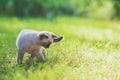 Cute little siamese kitten in the summer garden Royalty Free Stock Photo