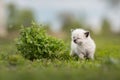 Cute little siamese kitten walking on the grass Royalty Free Stock Photo