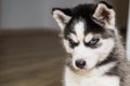 Cute little siberian husky puppy. Blue-eyed siberian husky puppy head