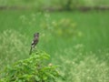 Cute little Singing bird