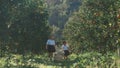 Cute little sisters carry white flowers in basket in the orange garden