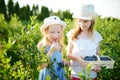 Cute little sisters picking fresh berries on organic blueberry farm on warm and sunny summer day. Fresh healthy organic food for s