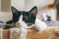 Cute little sleepy kitten, closeup Royalty Free Stock Photo