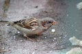 Close up portrait of little sparrow eating bread