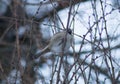 Cute little sparrow sitting on a bush branchlet.