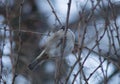 Cute little sparrow sitting on a bush branchlet.