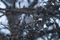 Cute little sparrow sitting on a larch branch with lots of small cones. Royalty Free Stock Photo