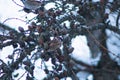 Cute little sparrow sitting on a larch branch with lots of small cones. Royalty Free Stock Photo