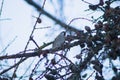 Cute little sparrow sitting on a larch branch with lots of small cones. Royalty Free Stock Photo