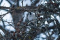 Cute little sparrow sitting on a larch branch with lots of small cones. Royalty Free Stock Photo