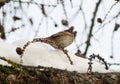 A cute little sparrow sitting on a larch branchlet.