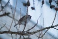 A cute little sparrow sitting on a larch branchlet.