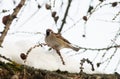 A cute little sparrow sitting on a larch branchlet.