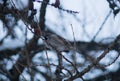 A cute little sparrow sitting on a larch tree branchlet.