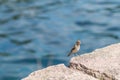 Cute little sparrow on a stone at the day time is sitting and calling Royalty Free Stock Photo