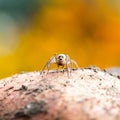 Cute little spider Royalty Free Stock Photo