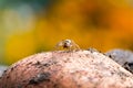 Cute little spider Royalty Free Stock Photo