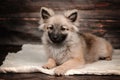 cute little spitz puppy new year photos of pet