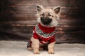 cute little spitz puppy new year photos of pet