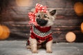 cute little spitz puppy new year photos of pet