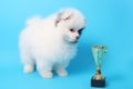 Spitz puppy winner Royalty Free Stock Photo