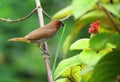 Cute little spotted munia bird building a nest