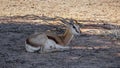 Cute little springbok fawn lying on the ground in the shade on a sunny day in Namibia