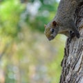 Cute little squirrel climbing down from the trunk of tree that is planted in the garden. Blurry background. Royalty Free Stock Photo