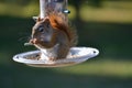 Cute Little Squirrel Feeding