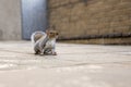Cute little squirrel head up alertly while sitting on promenade