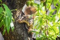 Cute little squirrel hiding in a peach tree Royalty Free Stock Photo