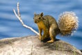 Cute Little Squirrel Resting on a Rock Royalty Free Stock Photo