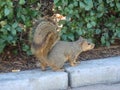 Cute little squirrel at the San Diego Zoo