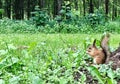 Little Squirrel in the Forest Royalty Free Stock Photo