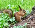 Little Squirrel in the Forest Royalty Free Stock Photo