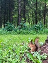 Little Squirrel in the Forest Royalty Free Stock Photo