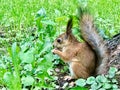 Little Squirrel in the Forest Royalty Free Stock Photo