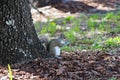 Cute little squirrel snacking acorn