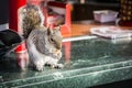 Cute squirrel stealing nuts from outdoor bar