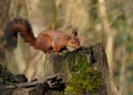 Cute little squirrel on a wooden stump