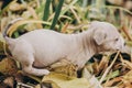 Cute little staff terrier puppy walking in autumn park. Scared homeless beige puppy playing in city street. Adoption concept. Dog