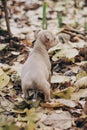 Cute little staff terrier puppy walking in autumn park. Scared homeless beige puppy playing in city street. Adoption concept. Dog