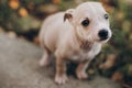 Cute little staff terrier puppy walking in autumn park. Scared homeless beige puppy playing in city street. Adoption concept. Dog