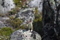Adorable stoat or weasel standing on a rock while hunting