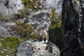 Adorable stoat standing on a rock while hunting
