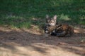 Cute little stray cat lying on the grass Royalty Free Stock Photo