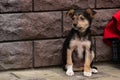 cute little stray mongrel puppy. Little black homeless puppy dog sitting on street. soft selective focus, space for text