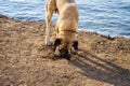 Dog Digging The Ground On Marmara Seaside - Turkey Royalty Free Stock Photo