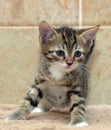 Cute little striped brown playful kitten